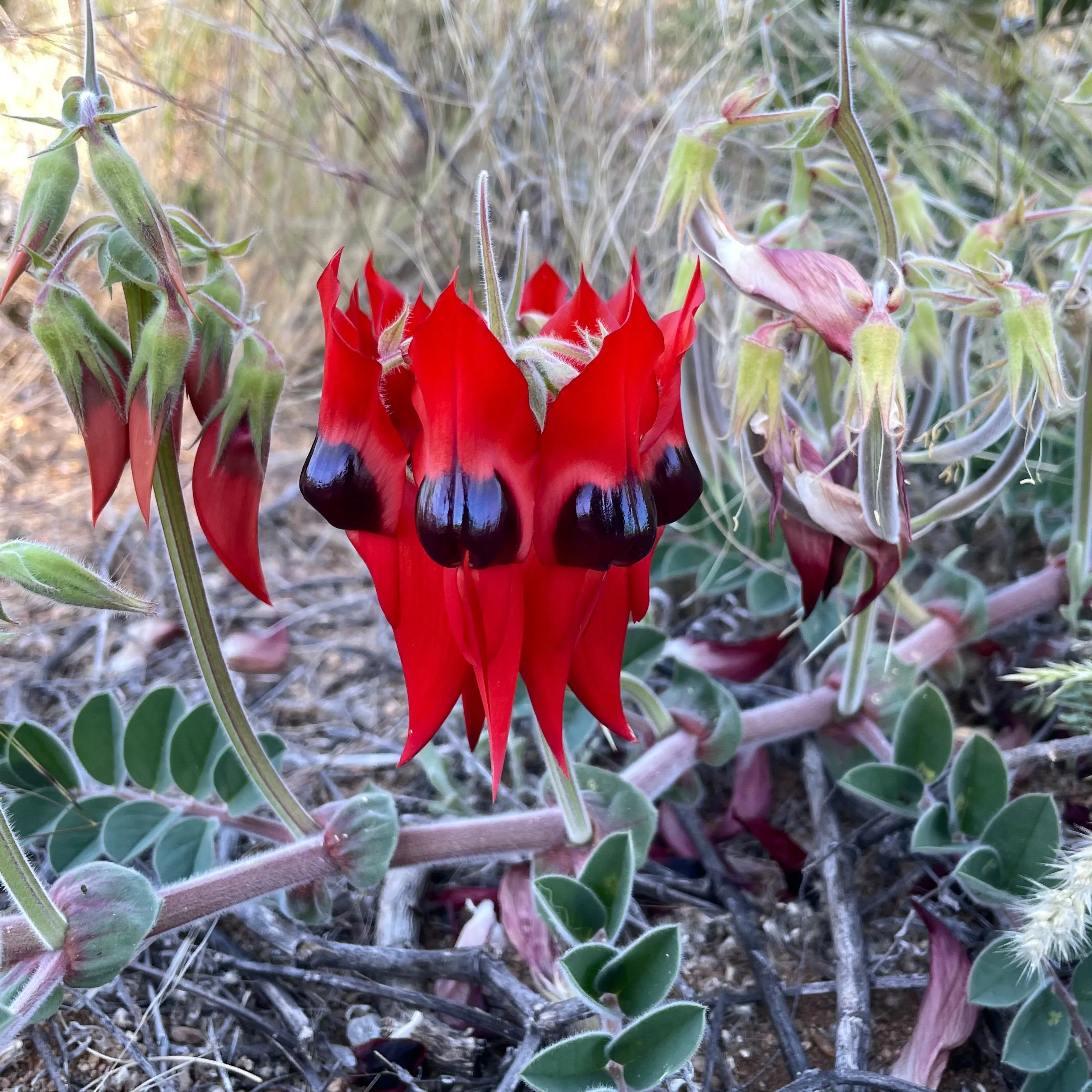 Sturt Desert Pea pin